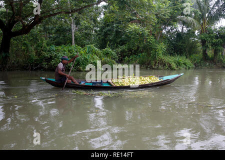 Un agriculteur de lignes d'un bateau plein de goyaves sur sa façon d'Vimruli marché flottant à Jhalakati, Bangladesh Banque D'Images