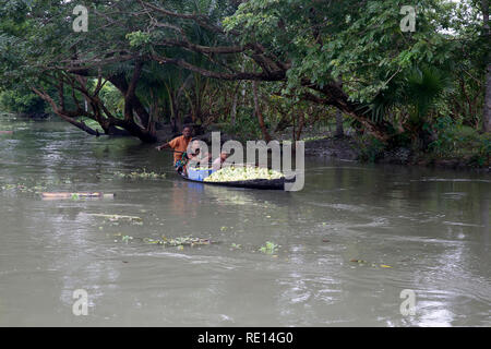 Un agriculteur de lignes d'un bateau plein de goyaves sur sa façon d'Vimruli marché flottant à Jhalakati, Bangladesh Banque D'Images