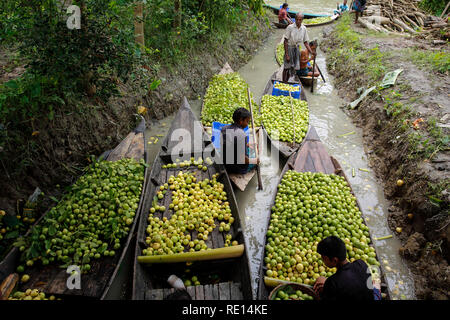 Les agriculteurs utilisent de petits bateaux et vente des goyaves sur le Vimruli Vimruli au marché flottant dans Jhalakathi, au Bangladesh. Banque D'Images