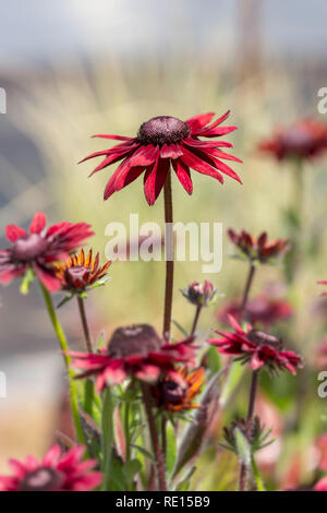 Rudbeckia 'Cherry Brandy' Banque D'Images