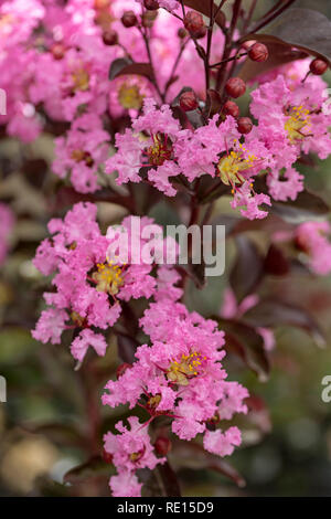 Crape Myrtle 'Rhapsody in Pink' Banque D'Images