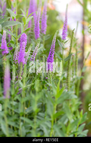 Speedwell Veronica 'Purpleicious» Banque D'Images