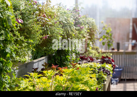 Rangées de végétaux exposés à la vente dans un centre jardin en été Banque D'Images