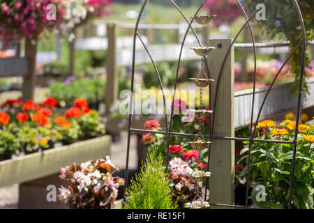 Rangées de végétaux exposés à la vente dans un centre jardin en été Banque D'Images