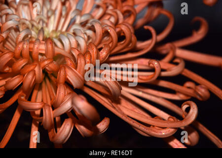 Orange vif des mamans d'artifice, de type araignée orange chrysanthèmes fleurs à l'ancienne macro abstract studio shot Banque D'Images