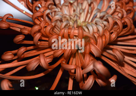 Maman orange pétales ressemblent à des tentacules d'une pieuvre, chrysanthèmes araignée orange fleur à l'ancienne macro abstract studio shot Banque D'Images
