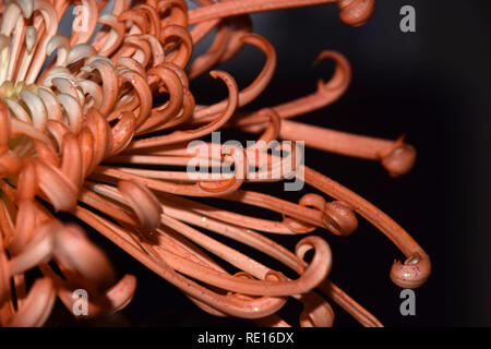 Chrysants orange pétales ressemblent à des tentacules d'une pieuvre en face de fond noir, orange chrysanthèmes araignée fleur démodée abstract m Banque D'Images