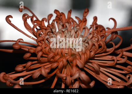 Mamans araignée avec les particules dans l'avant de l'arrière-plan gris à fort contraste, les chrysanthèmes araignée orange fleur à l'ancienne st macro abstrait Banque D'Images