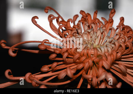 Chrysanths araignée avec les particules et les pétales ressemblent à une pieuvre, chrysanthèmes araignée orange fleur à l'ancienne macro abstract studio shot Banque D'Images