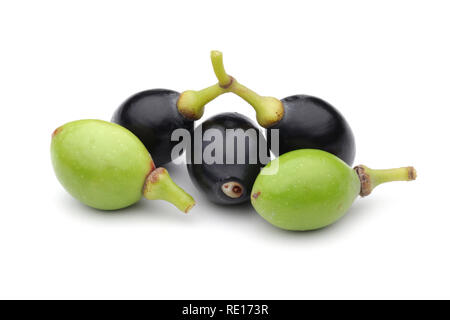 Fruits Daphné isolé sur fond blanc Banque D'Images