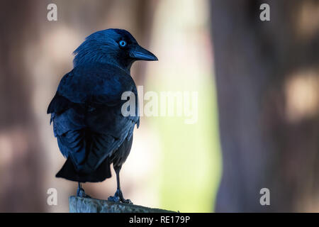 Belle Western Jackdaw prend de l'ombre parmi les arbres. C'est un mineur, comme il a les yeux bleus, qui devient gris pâle comme l'oiseau arrive à maturité. Space Banque D'Images