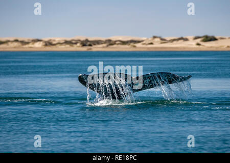 Queue de baleine grise en descendant dans l'océan pacifique Banque D'Images