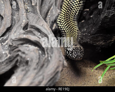 Libre ou Lampropeltis Getula Kingsnake désert Splendida sur fond Nature Banque D'Images