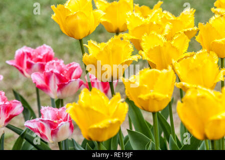 Parterres de fleurs tulipes de jardin colorées, tulipes de printemps jaune, tulipes de jardin rose jaune Banque D'Images