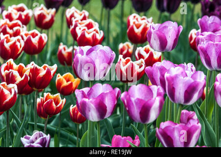 Parterres de fleurs jardin coloré, lit de fleurs de tulipes de printemps Banque D'Images