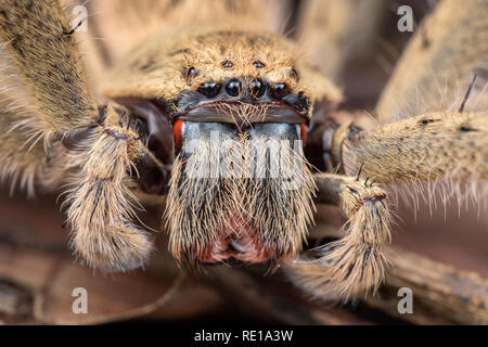 Extreme close up of Australian spider huntsman montrant crocs et les yeux, dans la forêt pluviale Banque D'Images