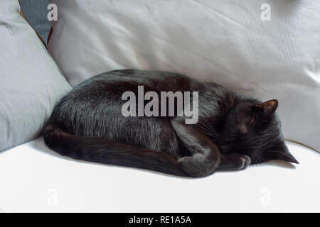 Chat noir endormi sur les coussins blancs Banque D'Images