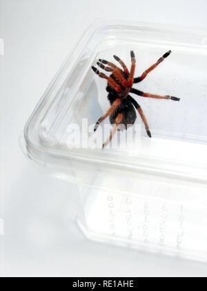 Mexican fireleg Tarantula Banque D'Images