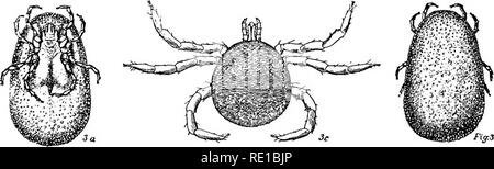 . Les parasites et les parasitoses de l'animaux domestiques : le zoo ?logie et de contrôle de la parasites animaux et la pathogenèse et le traitement des maladies parasitaires . Animaux domestiques. Les tiques 139 14. Supporter les deux CoxcB bifide du spui et sont profondément incisés. Lorsque tren- chant qu'ils ont un couteau-Hke marge. Plusieurs étapes sont passés par dans le développement des tiques. Les œufs sont éclos de l'hexapode (six pattes) larvcB, souvent appelée la "semence" de tiques (planche II, fig. 6). Ces sont très petites mais elle peut être considérée sans l'aide d'agrandissement. Les jambes sont relativement beaucoup plus longtemps e Banque D'Images