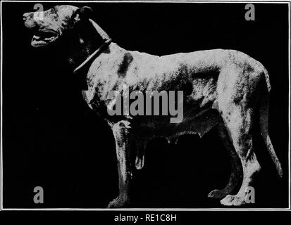 . Maladies chirurgicales et chirurgie du chien. Les chiens. N° 70. La fibrose interstitielle chronique de la téterelle.. Veuillez noter que ces images sont extraites de la page numérisée des images qui peuvent avoir été retouchées numériquement pour plus de lisibilité - coloration et l'aspect de ces illustrations ne peut pas parfaitement ressembler à l'œuvre originale.. Français, Cecil, 1871-. Washington, C. Le Français Banque D'Images