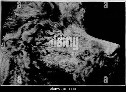 . Maladies chirurgicales et chirurgie du chien. Les chiens. Xo. 12. Symptômes de la paupière.. Veuillez noter que ces images sont extraites de la page numérisée des images qui peuvent avoir été retouchées numériquement pour plus de lisibilité - coloration et l'aspect de ces illustrations ne peut pas parfaitement ressembler à l'œuvre originale.. Français, Cecil, 1871-. Washington, C. Le Français Banque D'Images