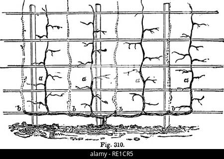 . L'American Fruit Culturist : contenant des orientations pour la propagation et la culture d'arbres fruitiers dans les pépinières, d'orchidées et jardin : avec des descriptions des principales variétés cultivées américaines et étrangères aux États-Unis . La culture de fruits. . Veuillez noter que ces images sont extraites de la page numérisée des images qui peuvent avoir été retouchées numériquement pour plus de lisibilité - coloration et l'aspect de ces illustrations ne peut pas parfaitement ressembler à l'œuvre originale.. Thomas, J. J. (John Jacob). New York : Miller, Orton &AMP ; Mulligan Banque D'Images