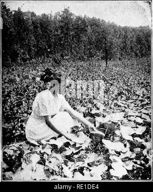 . Des étapes de jardin ; un manuel pour l'amateur dans la culture maraîchère. La culture maraîchère. Les concombres 131 moins une fois par semaine. Cette culture devrait être maintenu jusqu'à la vigne couvrent le sol. Puis les mauvaises herbes qui persistent dans l'entassement dans peut être tiré comme. Un concombre de Patch que vous rassemblez les concombres. Prenez toujours la grande- soins est en travaillant sur les plantes, car ils sont facilement blessé et ne se remettent bien de blessures.. Veuillez noter que ces images sont extraites de la page numérisée des images qui peuvent avoir été retouchées numériquement pour plus de lisibilité - coloration et l'aspect de ces illustrati Banque D'Images