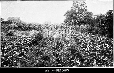 . Des étapes de jardin ; un manuel pour l'amateur dans la culture maraîchère. La culture maraîchère. 29 Les engrais très mauvaise jusqu'à ce que l'humus a été fourni. Cela peut être fait par la plantation de cultures telles que le trèfle, niébé, ou le seigle, et les labours sous ; ou il peut être fourni par l'ajout de fumier dans le sol. Pour l'ordinaire, le jardin de l'épandage de fumier est la méthode la plus pratique et la plus utile. Pour ces raisons, il n'est pas bien de dépendre entièrement des engrais commerciaux, à moins que le sol est très riche en matières végétales. Une sorte de pansement doit être ajoutée à la plupart des sols chaque année, afin de tenir le Banque D'Images