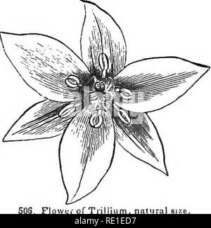 . La botanique pour les jeunes et les écoles communes : comment les plantes poussent : une introduction de botanique : structurels avec une flore populaire, ou un arrangement, et la description des plantes communes, à la fois sauvage et cultivée. La botanique, la botanique. Flore populaire. 207 3. NoDDiSG T. quitte presque sessiles, ovées-rhombique ; petites fleurs, sur un pédoncule court vers le bas courbé iinder les feuilles oblongues-ovales ; pétales, pointu, recourbé, ondulé. E. &AMP ; S. T, cemuum. 4. EiiiiCT Birtiikoot ou T.. Feuilles sessiles, round-rhombiques â avec un point très abrupte ; fleur sur un pe- duncle presque à la verticale ; pétales ovales, acutish, diffusion, terne p Banque D'Images