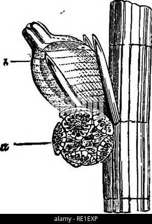 . Les éléments structurels de la botanique avec une référence spéciale à l'étude des plantes canadiennes ... Physiologie végétale ; anatomie végétale. CHAEA. 203 cellules constituantes, qui libère alors un anthero- zoid. Le antherozoids font leur chemin vers le bas les cous carpogonia fertihze du et les cellules germinales. Les cellules en spirale, ensuite durcir et former un manteau pour l'entreprise au sein de la spore. Comme la plante se décompose à l'automne, ces graines comme sporocarpes, comme on les appelle maintenant, déposer et tombent au fond de l'eau, où ils ont fini par diffuser l'Allemagne. Sur la germination, ils ont d'abord produire un formulaire simple pour laquelle t Banque D'Images