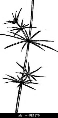 . Les éléments structurels de la botanique avec une référence spéciale à l'étude des plantes canadiennes ... Physiologie végétale ; anatomie végétale. Fig. 254. Par la natation verticilles de feuilles qui soi-disant encercler la tige, et aussi par l'gritty nature de l'usine. Une odeur désagréable est émis par l'usine dans le cadre de décomposition. Sa couleur verte indique à la fois la présence de chlorophylle. Sur les branches, vous pouvez observer nombre de minutes, plus ou moins arrondi, organes ; fig. 255 est une vue agrandie de l'une d'entre elles. Ici, à b, c'est montré un grand noyau central (la nucule) enfermé dans une spirale cove Banque D'Images