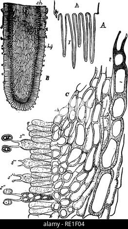 . Les éléments structurels de la botanique avec une référence spéciale à l'étude des plantes canadiennes ... Physiologie végétale ; anatomie végétale. OP d'examen un champignon. 199 hymenmm. En C, la partie gauche de la figure montre un certain nombre de ces cellules beaucoup plus fortement. Fig. 248. amplifié, certains d'entre eux se sont réduits en en haut de manière à former des points mince, à chacun de qui est un corps arrondi. La division fii ?. 248.-Greafly vue élargie de l'article ? De l'Jamellse d'un. Champignon. (Sachs.). Veuillez noter que ces images sont extraites de la page numérisée des images qui peuvent avoir été retouchées numériquement pour plus de lisibilité - Banque D'Images