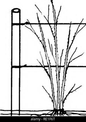. Horticulture ferme, préparé spécialement pour ceux qui s'intéressent à l'accueil ou de l'horticulture commerciale. Des légumes, des fruits-culture. 214 les ronces de l'espace disponible permet de déterminer la distance dans la plupart des cas, en particulier dans le jardin. Des systèmes de formation.-Les systèmes de formation varient avec les conditions dans les différentes régions du pays. Dans certaines régions, les cannes sont surmontées, c'est, les pointes des. Veuillez noter que ces images sont extraites de la page numérisée des images qui peuvent avoir été retouchées numériquement pour plus de lisibilité - coloration et l'aspect de ces illustrations ne peut Banque D'Images