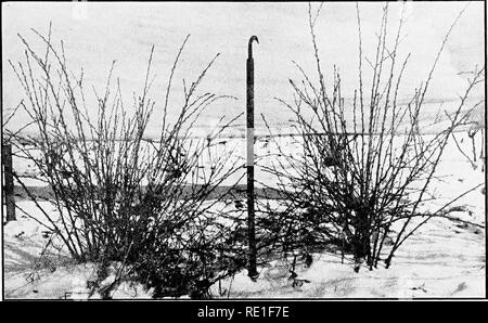 . Horticulture ferme, préparé spécialement pour ceux qui s'intéressent à l'accueil ou de l'horticulture commerciale. Des légumes, des fruits-culture. 201 la récolte. Fig. 92.--Groseille avant l'élagage. (Virginie de l'Ouest Bulletin agricole no 149.). Veuillez noter que ces images sont extraites de la page numérisée des images qui peuvent avoir été retouchées numériquement pour plus de lisibilité - coloration et l'aspect de ces illustrations ne peut pas parfaitement ressembler à l'œuvre originale.. Capot, George William, 1886-. Philadelphie, New York, Lea &AMP ; Febiger Banque D'Images