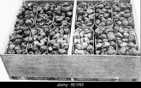 . Horticulture ferme, préparé spécialement pour ceux qui s'intéressent à l'accueil ou de l'horticulture commerciale. Des légumes, des fruits-culture. 189 de la récolte ne doit pas être pris jusqu'à ce qu'ils soient bien mûres, mais pas molles. S'ils sont cultivés pour un marché lointain qu'ils devraient être. Fig. 88.-' caisse de fraises dans les boîtes octogone pinte. (Après Thompson, ministère de l'Agriculture des États-Unis.). Veuillez noter que ces images sont extraites de la page numérisée des images qui peuvent avoir été retouchées numériquement pour plus de lisibilité - coloration et l'aspect de ces illustrations ne peut pas parfaitement ressembler au Banque D'Images