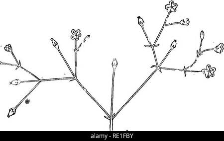 . Les éléments structurels de la botanique avec une référence spéciale à l'étude des plantes canadiennes ... Physiologie végétale ; anatomie végétale. 126 ÉLÉMENTS D'BOTAKY STRUCTURELS. La, afin que toutes les fleurs sont presque au même niveau, le cluster est un corymbe (Fig. 170). Si les fleurs dans une tête étaient élevés sur des pédicelles de la même longueur, rayonnant comme les côtes d'un parapluie, nous devrions avoir l'ombelle, dont les fleurs de géranium et le panais (Fig. 51) sont des exemples. Un racème sera composé (Fig. 171) si, au lieu d'une fleur solitaire, il y a un dans chaque grappe, à l'aisselle et un rem Banque D'Images