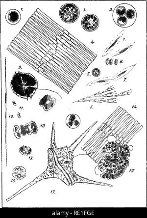 . La biologie des plantes ... L'écologie de la plante. BlOLOGIE DES PlANTES Planche VIII. ft. C. del. Algues dii plancton du lac de Gen&amp;ve.. Veuillez noter que ces images sont extraites de la page numérisée des images qui peuvent avoir été retouchées numériquement pour plus de lisibilité - coloration et l'aspect de ces illustrations ne peut pas parfaitement ressembler à l'œuvre originale.. Chodat, Robert, 1865-1934. Gene ?ve [etc. ] L'E ?dition Atar Banque D'Images