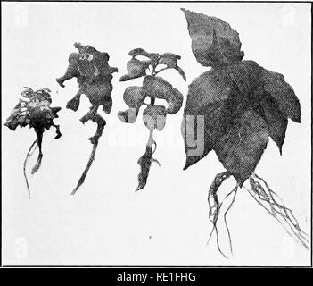 . Horticulture ferme, préparé spécialement pour ceux qui s'intéressent à l'accueil ou de l'horticulture commerciale. Des légumes, des fruits-culture. 91 COUPE. Fig. 33.-vert-bois boutures.. Veuillez noter que ces images sont extraites de la page numérisée des images qui peuvent avoir été retouchées numériquement pour plus de lisibilité - coloration et l'aspect de ces illustrations ne peut pas parfaitement ressembler à l'œuvre originale.. Capot, George William, 1886-. Philadelphie, New York, Lea &AMP ; Febiger Banque D'Images