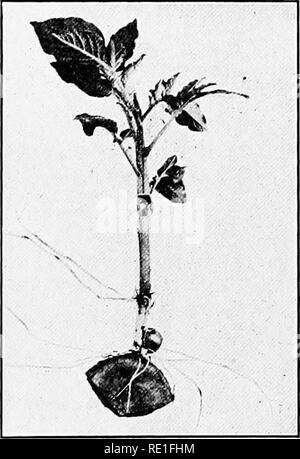 . Horticulture ferme, préparé spécialement pour ceux qui s'intéressent à l'accueil ou de l'horticulture commerciale. Des légumes, des fruits-culture. Fig. 31.-Un tubercule de la coupe.. Fig. 32.-Un plant cultivé à partir d'un tubercule à la coupe coupe encore attaché.. Veuillez noter que ces images sont extraites de la page numérisée des images qui peuvent avoir été retouchées numériquement pour plus de lisibilité - coloration et l'aspect de ces illustrations ne peut pas parfaitement ressembler à l'œuvre originale.. Capot, George William, 1886-. Philadelphie, New York, Lea &AMP ; Febiger Banque D'Images