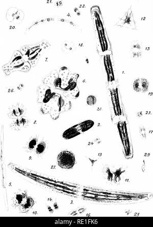 . La biologie des plantes ... L'écologie de la plante. DES BlOLOGlE PlANTKS Planchk VI. R. C. del. Desmidiees (algues J'ertes) d'un marais tourbeux des Alpes (Saas-Fee).. Veuillez noter que ces images sont extraites de la page numérisée des images qui peuvent avoir été retouchées numériquement pour plus de lisibilité - coloration et l'aspect de ces illustrations ne peut pas parfaitement ressembler à l'œuvre originale.. Chodat, Robert, 1865-1934. Gene ?ve [etc. ] L'E ?dition Atar Banque D'Images