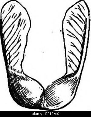 . Les éléments structurels de la botanique avec une référence spéciale à l'étude des plantes canadiennes ... Physiologie végétale ; anatomie végétale. . Veuillez noter que ces images sont extraites de la page numérisée des images qui peuvent avoir été retouchées numériquement pour plus de lisibilité - coloration et l'aspect de ces illustrations ne peut pas parfaitement ressembler à l'œuvre originale.. Spotton, Henry Byron, 1844-. Toronto, W.J. Gage &AMP ; Co Banque D'Images