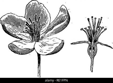 . Les éléments structurels de la botanique avec une référence spéciale à l'étude des plantes canadiennes ... Physiologie végétale ; anatomie végétale. 38 ÉLÉMENTS DE BOTANIQUE STRUCTUREL.. (Fig. 5Q) win vous montrer que dans ce cas nous avons un pistil syncarpe de cinq carpelles, et la, section verticale (Fig. 49) montre que l'ovaire est ici, vraiment inférieur, le calice-tuhe être adhérent ou complètement à adnées. Le style est divisé en cinq parties, correspondant aux cinq voiture- Fig. 48. Fiff. 49. P^ ®' 53. À l'échéance, tandis que l'pisUl ou organe central a considérablement élargi, il sera constaté que le calice- tub Banque D'Images