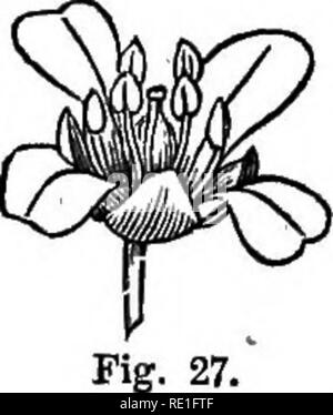 . Les éléments structurels de la botanique avec une référence spéciale à l'étude des plantes canadiennes ... Physiologie végétale ; anatomie végétale. 2 J'STIlUOTURAu BOTANt ÉLÉMENTS OV. CHAPTEJl IV. 6P de l'examen d'autres plantes communes AVEC NOUS HYPOGY-étamines SHEPHERD'S P0RSB-ROUND- mauve à feuilles. 28. Nous allons maintenant procéder à l'examen de certaines plantes, les fleurs de la pièce qui, dans leur structure, la construc- tion des variations à partir de la renoncule, Hepatica et Marsh-Marigold. La bourse-à-pasteur. Cette plante (Fig. 26) est un des plus commune que les mauvaises herbes. Comme dans le Buttercuj), le feuillage-feuilles sont de deux sortes, et radical, caulinaires Banque D'Images