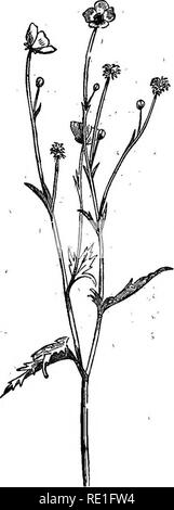 . Les éléments structurels de la botanique avec une référence spéciale à l'étude des plantes canadiennes ... Physiologie végétale ; anatomie végétale. Éléments structurels OP BOTANIQUE. 3. Voyons maintenant la tige (Kg. 3). Il est debout, assez ferme, de couleur verte, et les feuilles de printemps à intervalles réguliers. Comme il n'y a guère d'apparence de bois en elle, nous pouvons la qualifier de plantes. À plusieurs points le long de la tige principale et les branches sont dégagés, et vous observerez qu'immédiatement ci-dessous le point de départ de chaque branche springs il y a une feuille sur la tige. L'angle entre la feuille et la tige, sur l'upp Banque D'Images