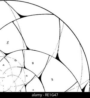 . Sur le rapport de la phyllotaxie de lois mécaniques. La phyllotaxie ; feuilles. Fig. 110.-construction géométrique (5  + 8) par journal. spirales, avec ajout de la correction pour la croissance de l'efl'ect. Cf. Nymphaea alba, vieux stock pérenne.. Veuillez noter que ces images sont extraites de la page numérisée des images qui peuvent avoir été retouchées numériquement pour plus de lisibilité - coloration et l'aspect de ces illustrations ne peut pas parfaitement ressembler à l'œuvre originale.. L'église, A. H. (Arthur Harry), 1865-1937 ; Church, Arthur Henry, Notes sur la phyllotaxie. Londres, Williams &AMP ; Norgate Banque D'Images