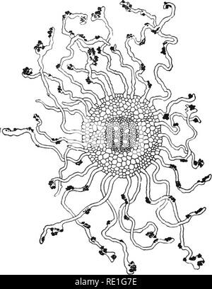 . Physiologie végétale primaire. Physiologie végétale. Les mouvements de change et de gaz et de liquides. 51 Le plat. Les mouvements constants de ce personnage sont en cours dans l'usine. Notez la quantité de l'eau prélevée dans le central. Fig. 28.-transversale d'une racine à travers la zone de poils à la racine. Après Frank. cavité de la pomme de terre, et le changement de niveau du liquide dans le plat (Fig. 27). 46. Structure d'une racine absorbant examiner les racines d'une plante cultivée dans un germinateur, avec un grossissement d'environ 60 ans. De nombreux poils racinaires, composé de tubulaires. Veuillez noter que ces images sont extraites Banque D'Images