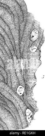 . Les algues de la mer Arctique, une enquête de l'espèce, avec une exposition de l'ensemble de personnages et le développement de la flore. Les algues. . Veuillez noter que ces images sont extraites de la page numérisée des images qui peuvent avoir été retouchées numériquement pour plus de lisibilité - coloration et l'aspect de ces illustrations ne peut pas parfaitement ressembler à l'œuvre originale.. Kjellman, F. R. (Frans Reinhold), 1846-1907. Stockholm, Norstedt Banque D'Images