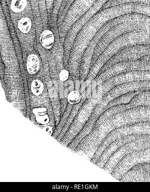 . Les algues de la mer Arctique, une enquête de l'espèce, avec une exposition de l'ensemble de personnages et le développement de la flore. Les algues. X. !^S^^^^ ,. Veuillez noter que ces images sont extraites de la page numérisée des images qui peuvent avoir été retouchées numériquement pour plus de lisibilité - coloration et l'aspect de ces illustrations ne peut pas parfaitement ressembler à l'œuvre originale.. Kjellman, F. R. (Frans Reinhold), 1846-1907. Stockholm, Norstedt Banque D'Images