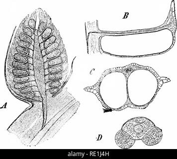 . Des études de l'usine ; une école primaire la botanique. La botanique. 348 Études l'usine composée de strobiles microsporophylles peut être appelé le strobile staminées-c'est, l'un composé d'étamines ; elle est souvent appelée le cône staminées, "cône" étant la traduction anglaise du mot "strobile." souvent le cône staminées est parlé de comme le " cône mâle," comme il a été une fois supposé que l'étamine est la. Fig. 309. Cône staminées (strobile) de pin (Pinus) : A, section de cône, montrant des microsporophylles (étamines) portant des microsporanges ; B, section longitudinale d'une seule étamine, Banque D'Images