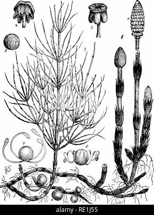 . Des études de l'usine ; une école primaire la botanique. La botanique. Fig. 305. Eguisetum arvense prêle commune, d'un : X, trois tiges fertiles passant de la tige dorsiventrale, montrant les cycles d'échelle coalescentes-quitte à les joints et les strobiles terminal avec de nombreuses sporophylles, qu'à un être mature ; 2, une tige stérile de la même tige ramifiée, montrant ; 3, un seul pelté sporo- phyll les sporanges de roulement ; 4, vue de sporophylle par en dessous, montrant la déhiscence des sporanges ; 5, 6, 7, spores, montrant le déroulement de l'externe, ce qui aide à la dispersion.-après, Wosbldlo. Veuillez noter que ces images Banque D'Images